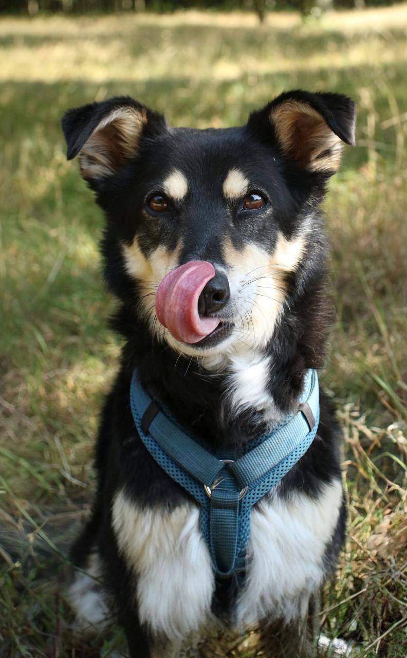 Dieren fotoshoot
