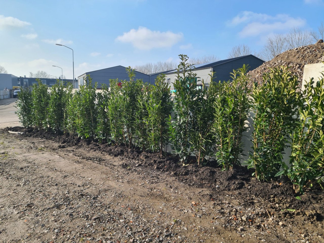 Prunus Genolia aanbieding 150-175 cm