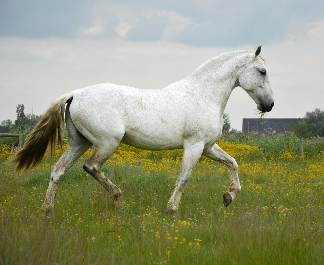 Fijne recreatie paarden te koop