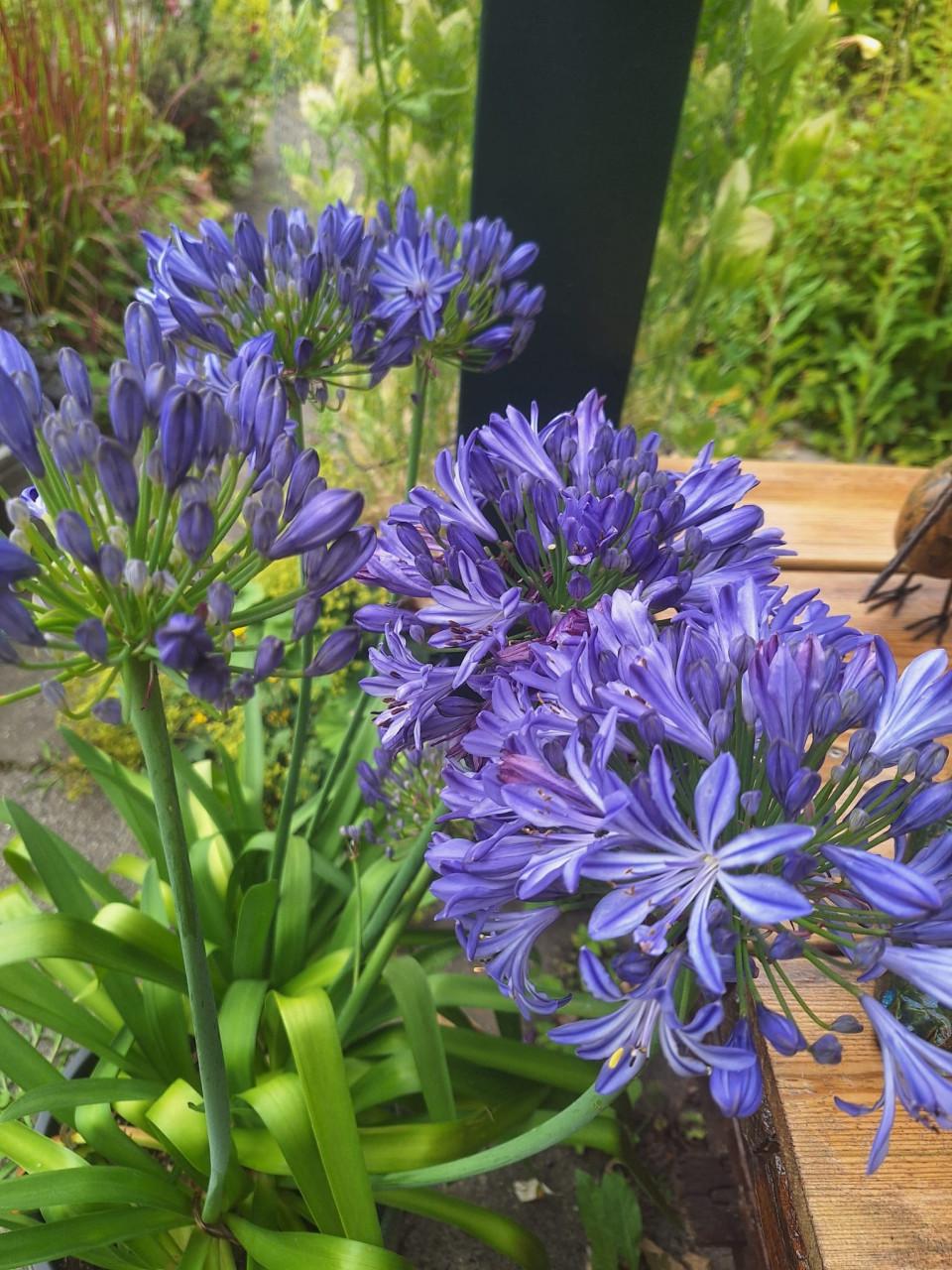 Agapanthus Afrikaanse lelie