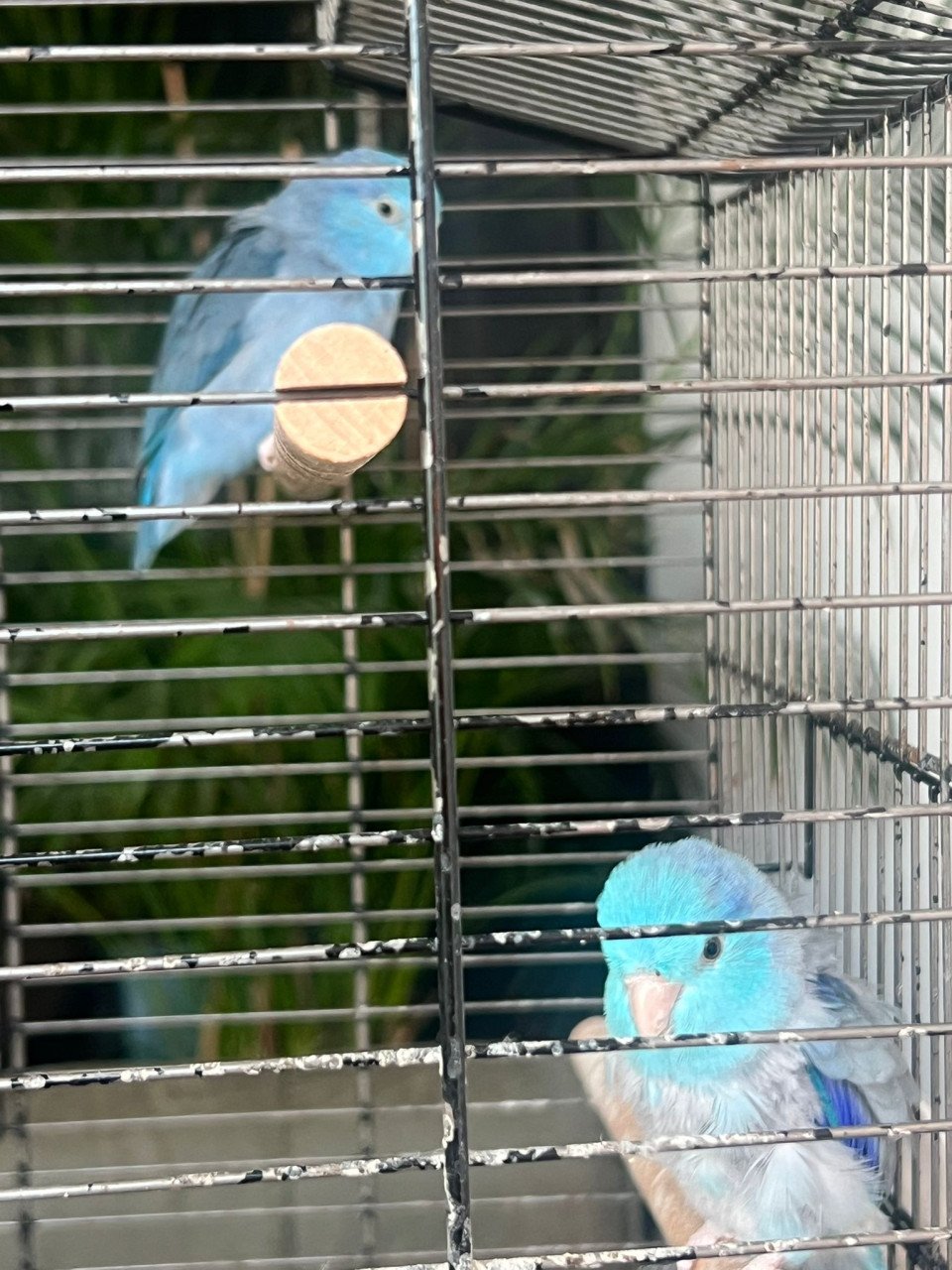 Blauwe dwerg papagaai