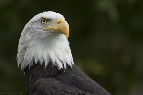 Zaterdag 23 augustus: workshop roofvogels fotograferen