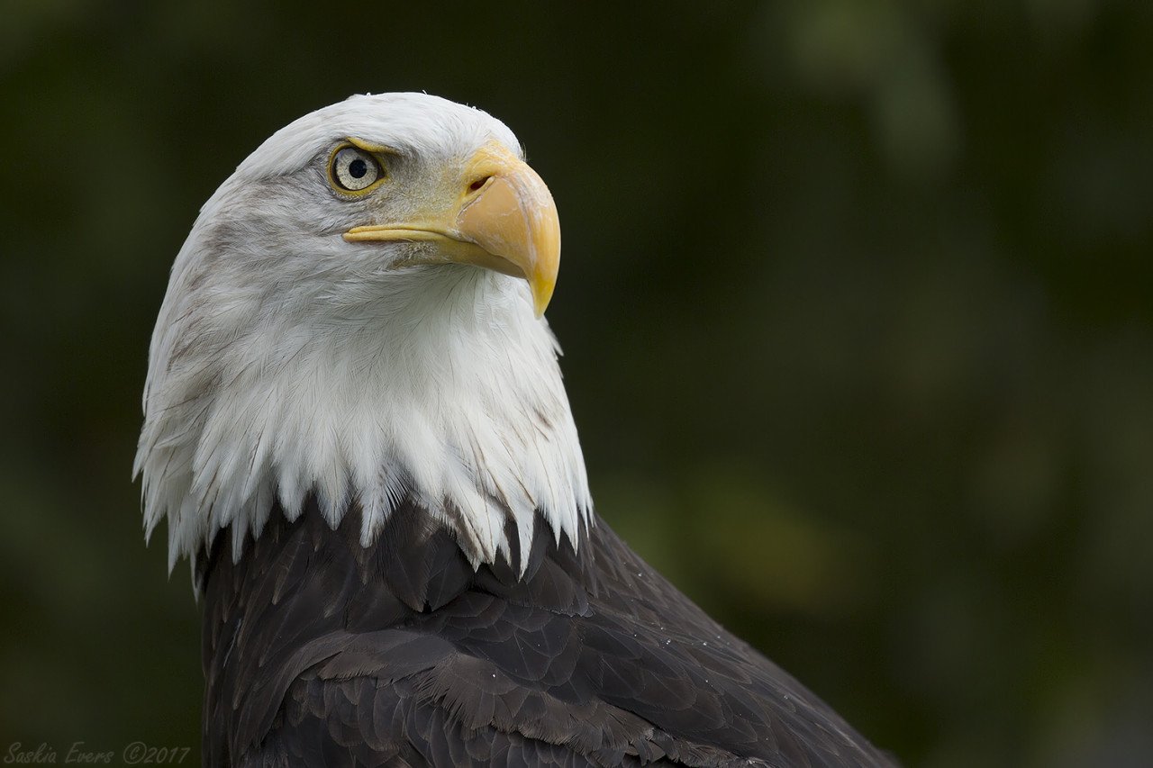 Zaterdag 23 augustus: workshop roofvogels fotograferen