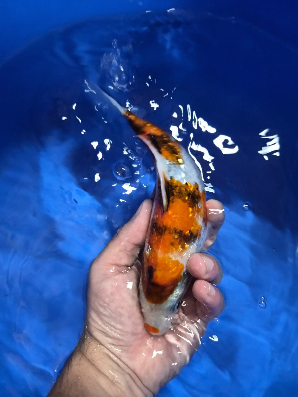 Diverse koi