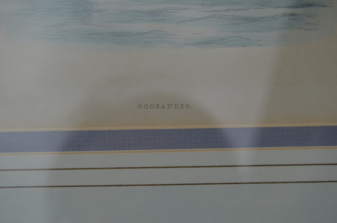 Fraaie handgekleurde litho 'Goosander' (Grote Zaagbek) 1868