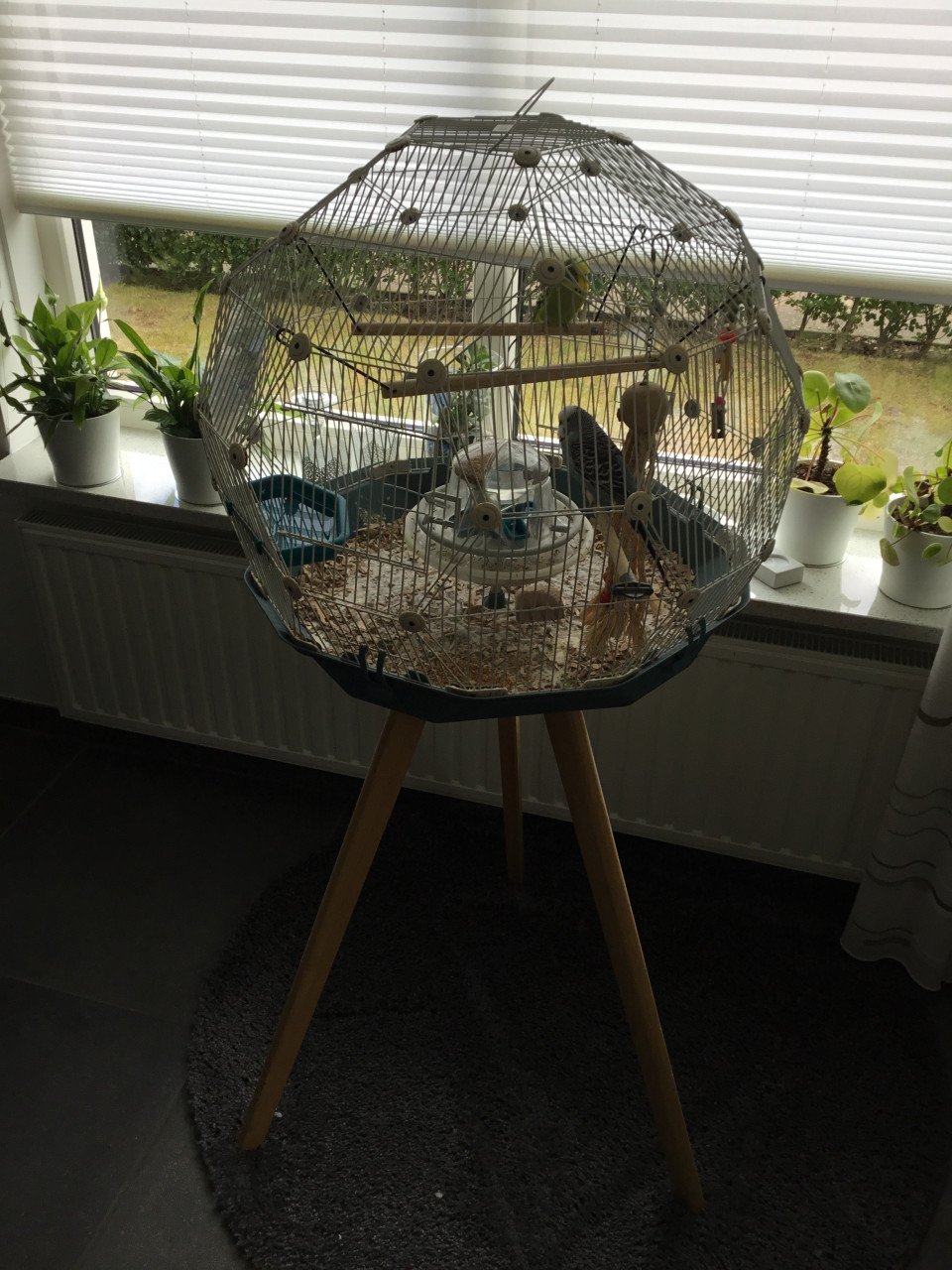Gereserveerd; Twee grasparkieten te koop
