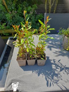 Gaura Lindheimeri/prachtkaars