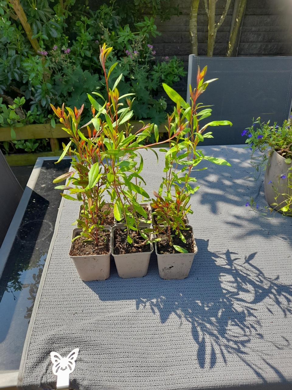 Gaura Lindheimeri/prachtkaars
