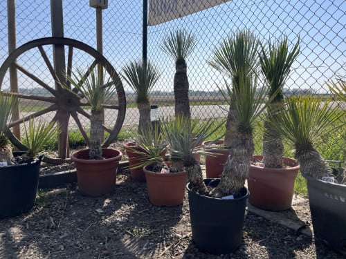 Yucca rostrata’s - lange stammen