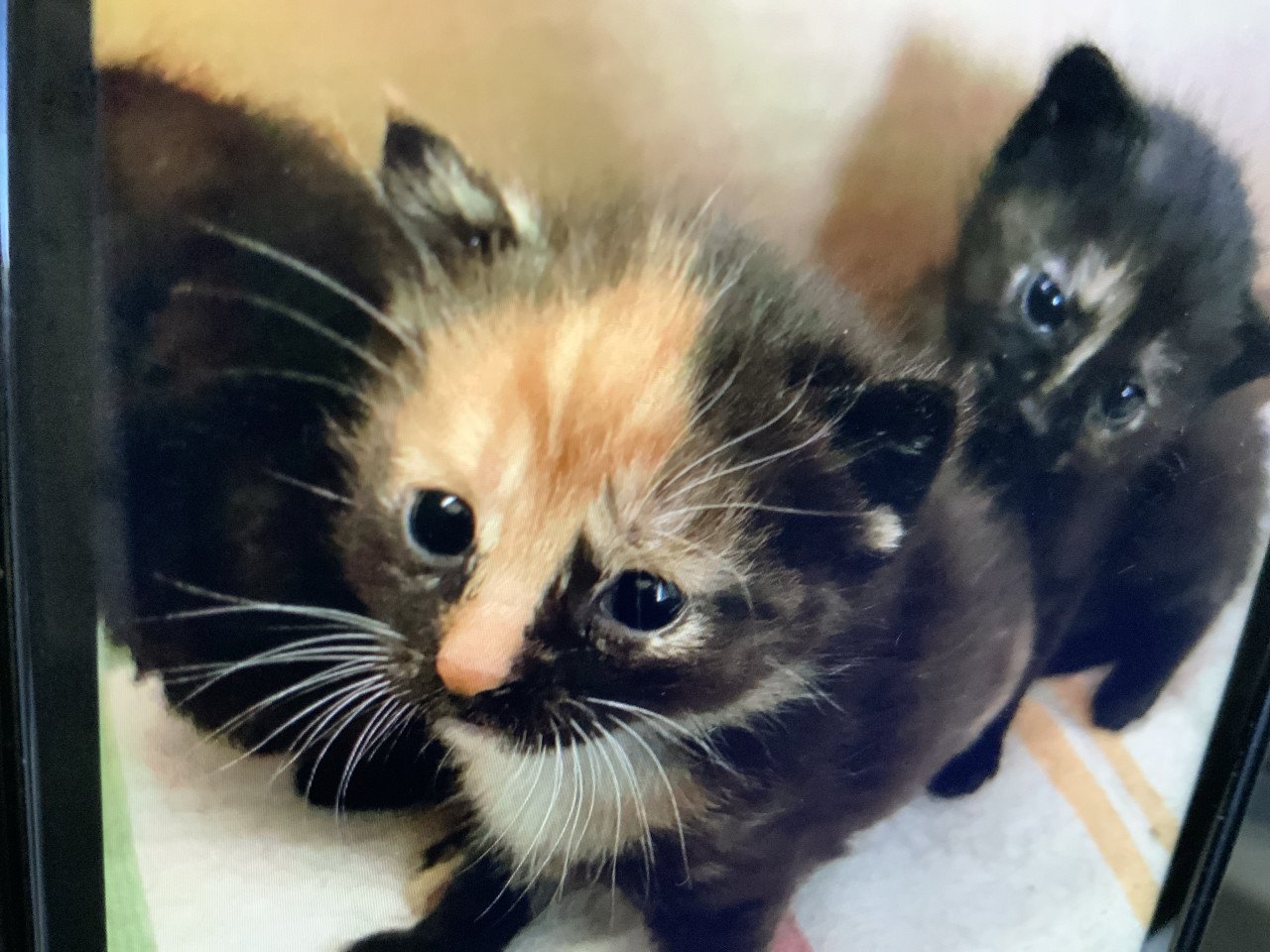 Kittens