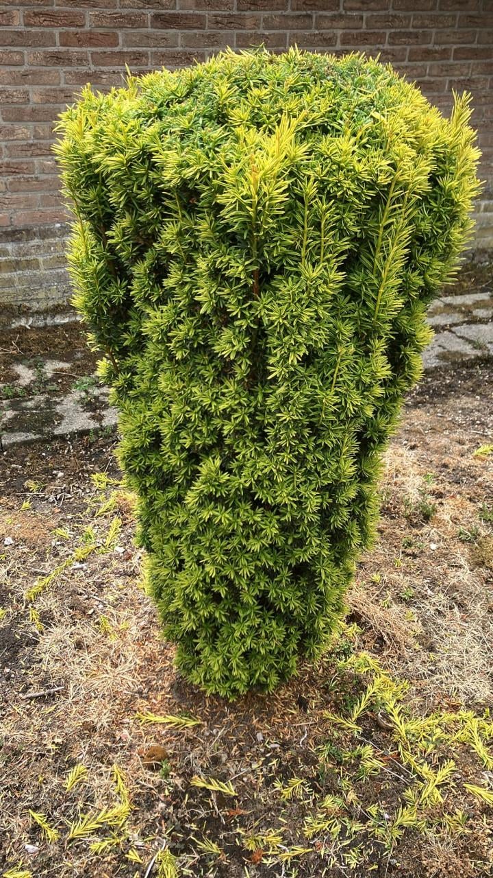 Taxus