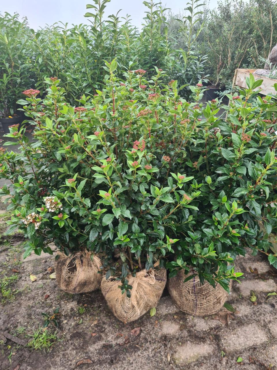 Viburnum tinus struiken in diverse maten