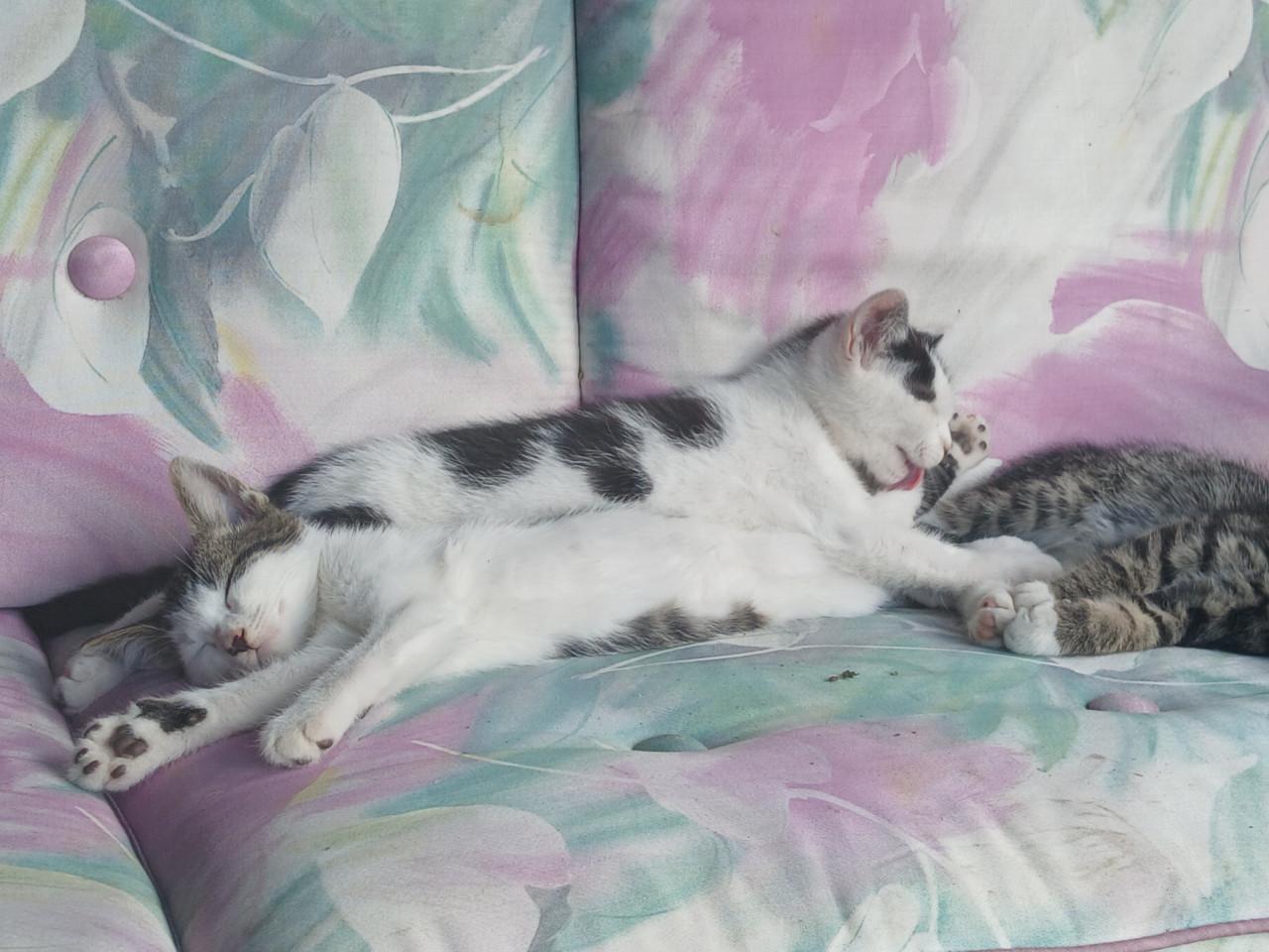 Kittens 24 april 2026