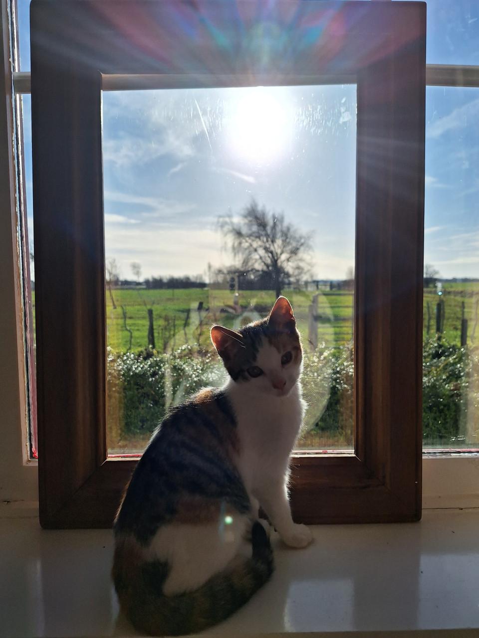 Aanhankelijke Kitten (poes)