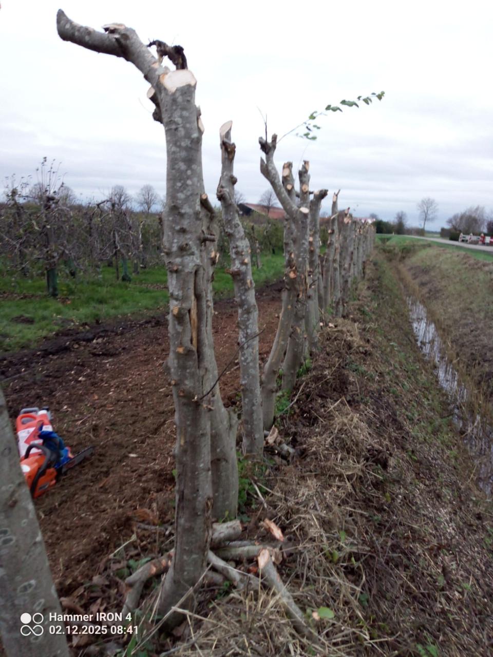 Openhaardhout, mooie elzenstammen, per m3