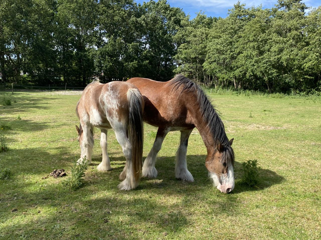 Te koop: 2 hele lieve Clydesdales (moeder & dochter)