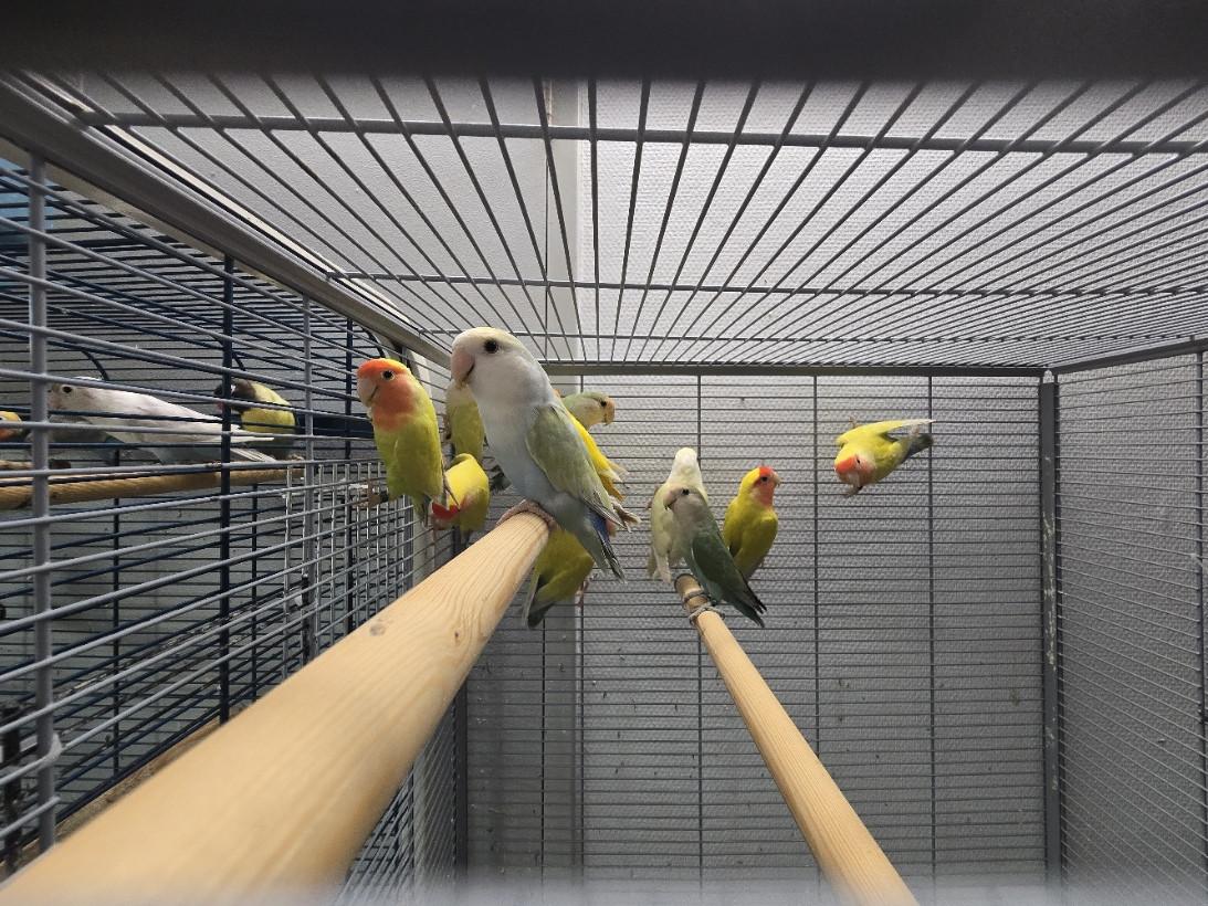 Te Koop: Agapornis Roseicollis