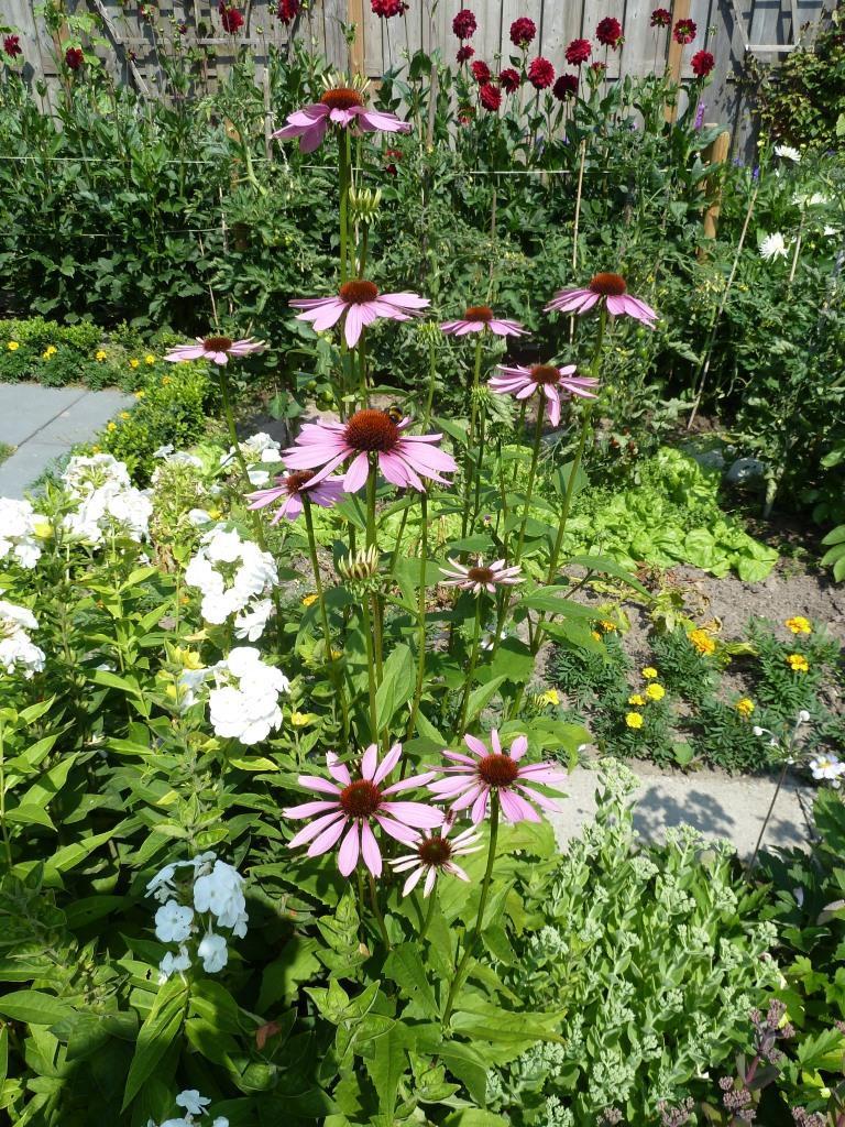 ZONNEHOED--PURPUREA MAGNUS