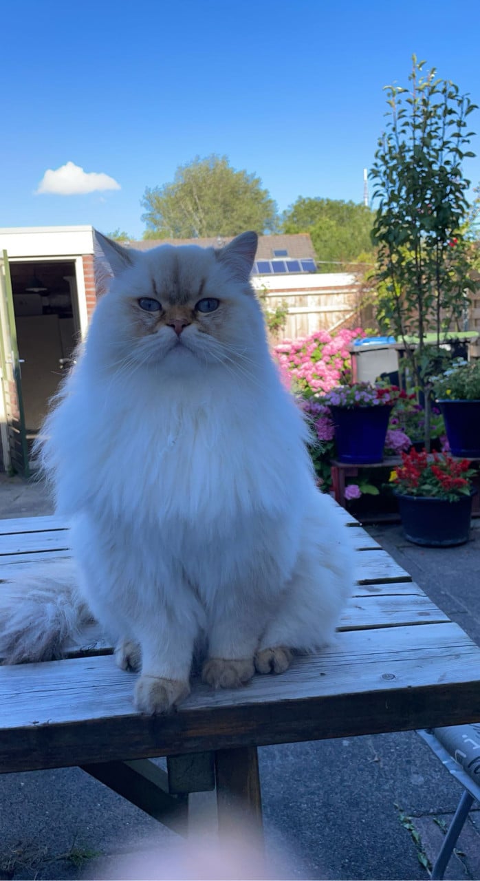 Baboe zoekt met spoed een nieuw huisje