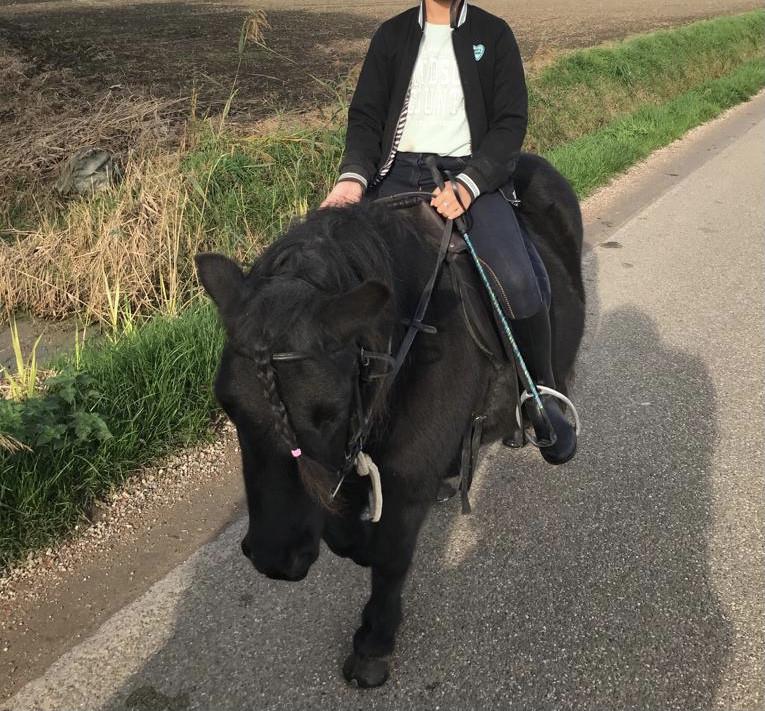 Shetlandpony"s