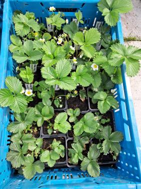 Aardbeienplanten