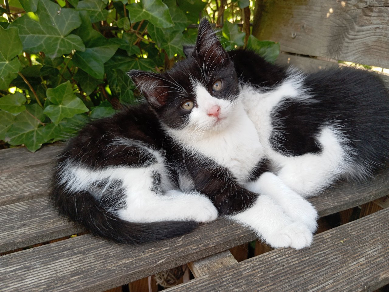 Kitten vrouwtje