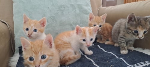 5 prachtige kittens nog 1 beschikbaar.