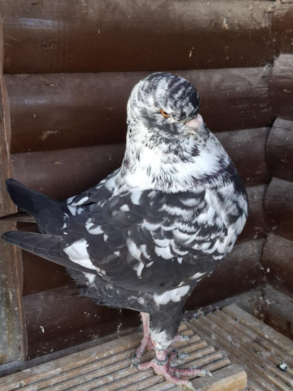 KING sierduiven