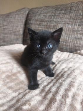 2 Zwarte Kittens M/V