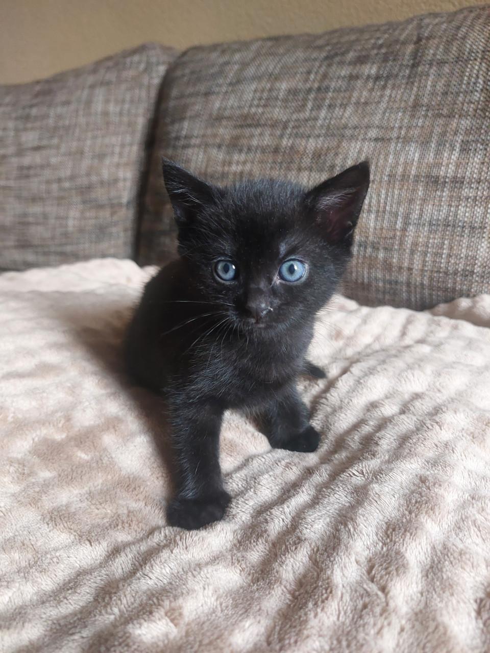 2 Zwarte Kittens M/V