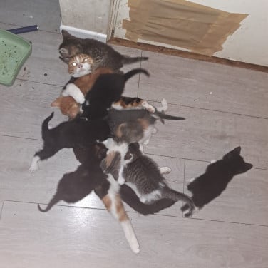 Kittens