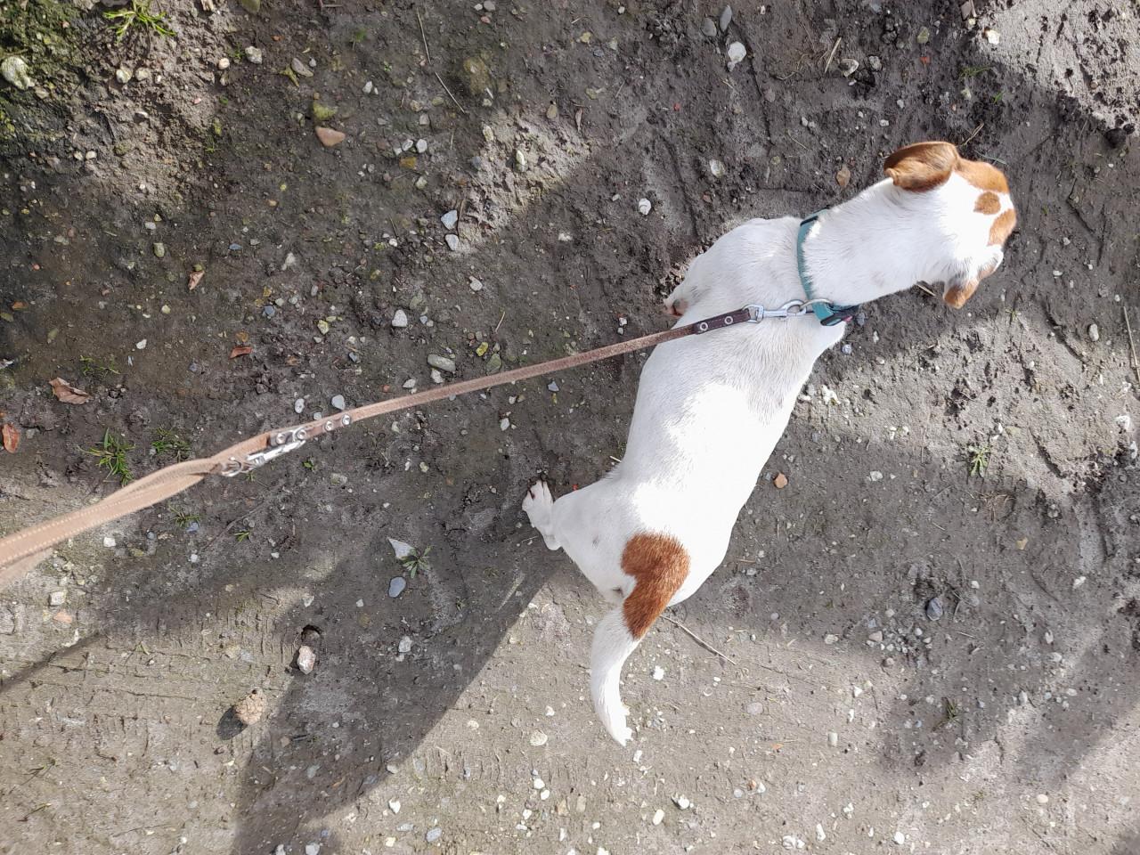 Wie wil mij een gouden mandje geven