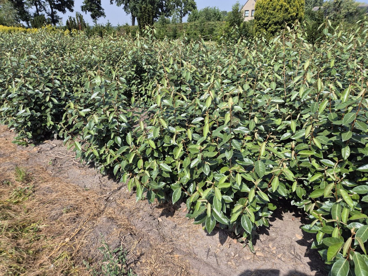 Olijfwilg haagplanten in alle soorten en maten