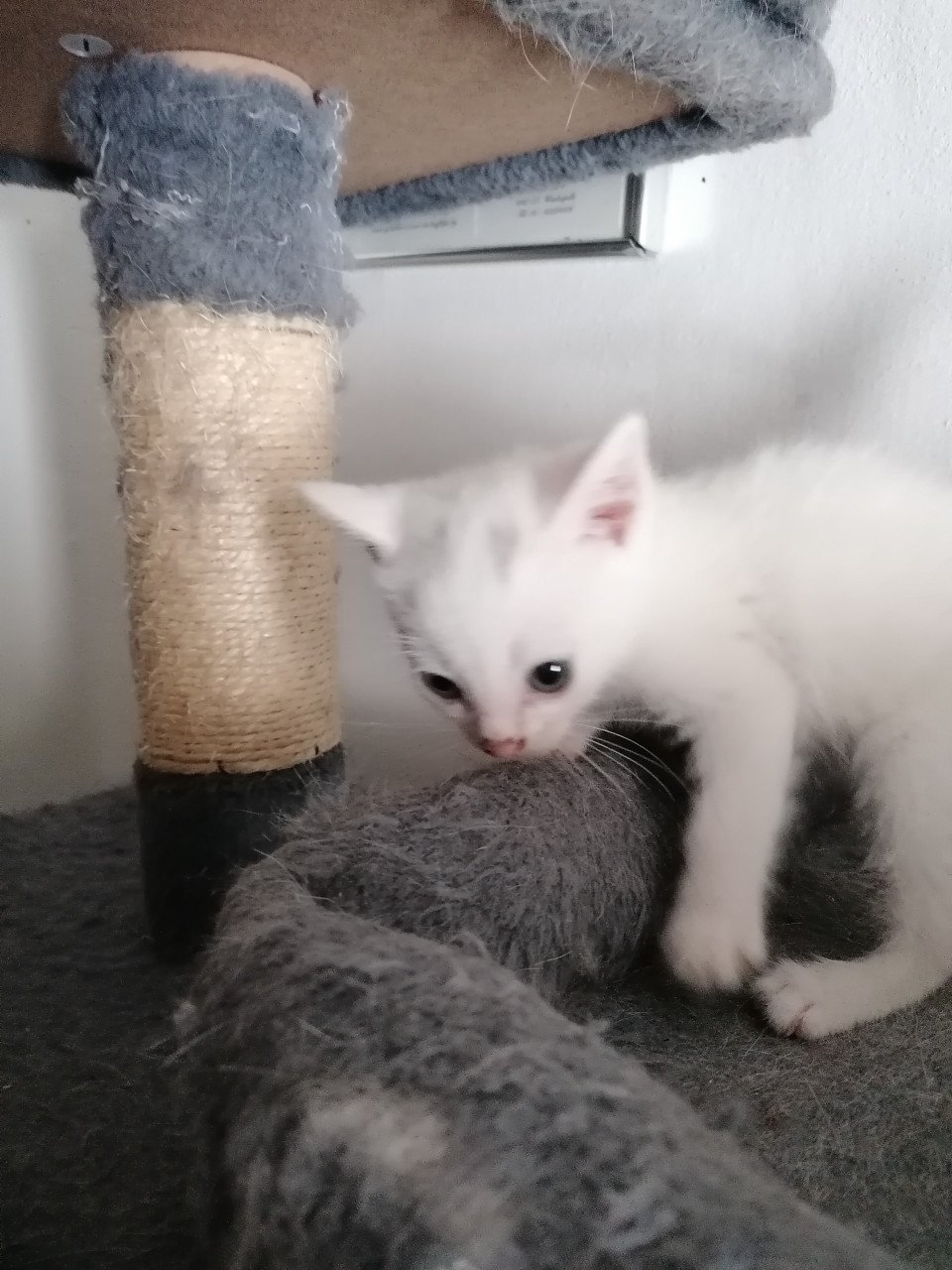 5 kittens