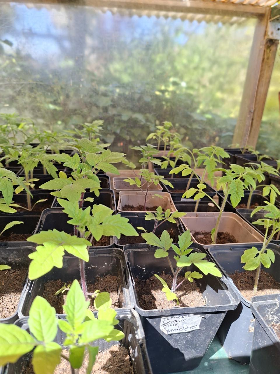 Moestuin plantjes