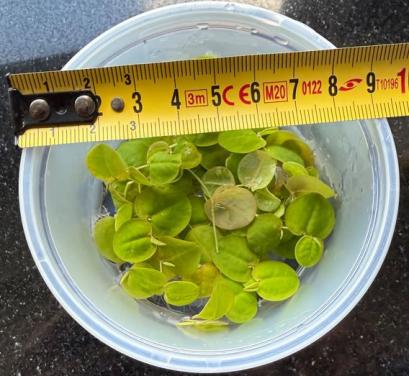 Phyllanthus fluitans