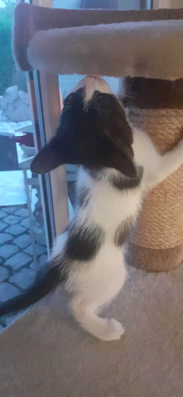 Warm nestje voor kittens gezocht😻