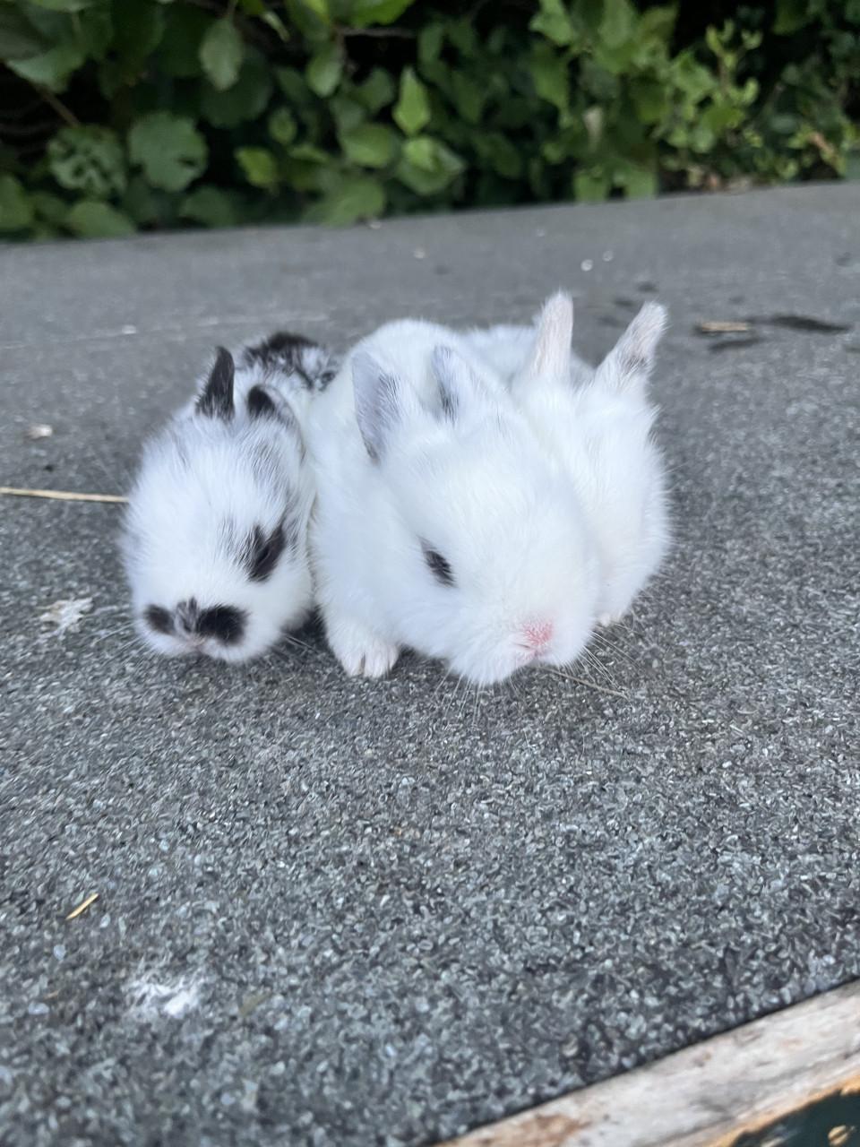Baby konijnen te koop