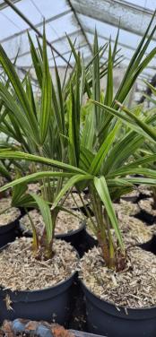 Trachycarpus fortunei