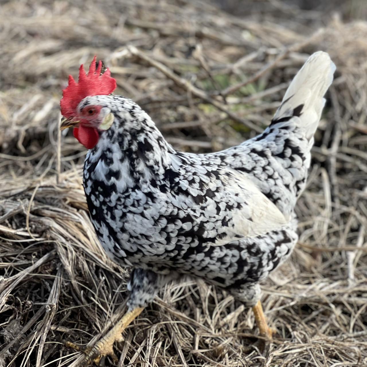 Broedeieren te koop van Bonte Leghorn