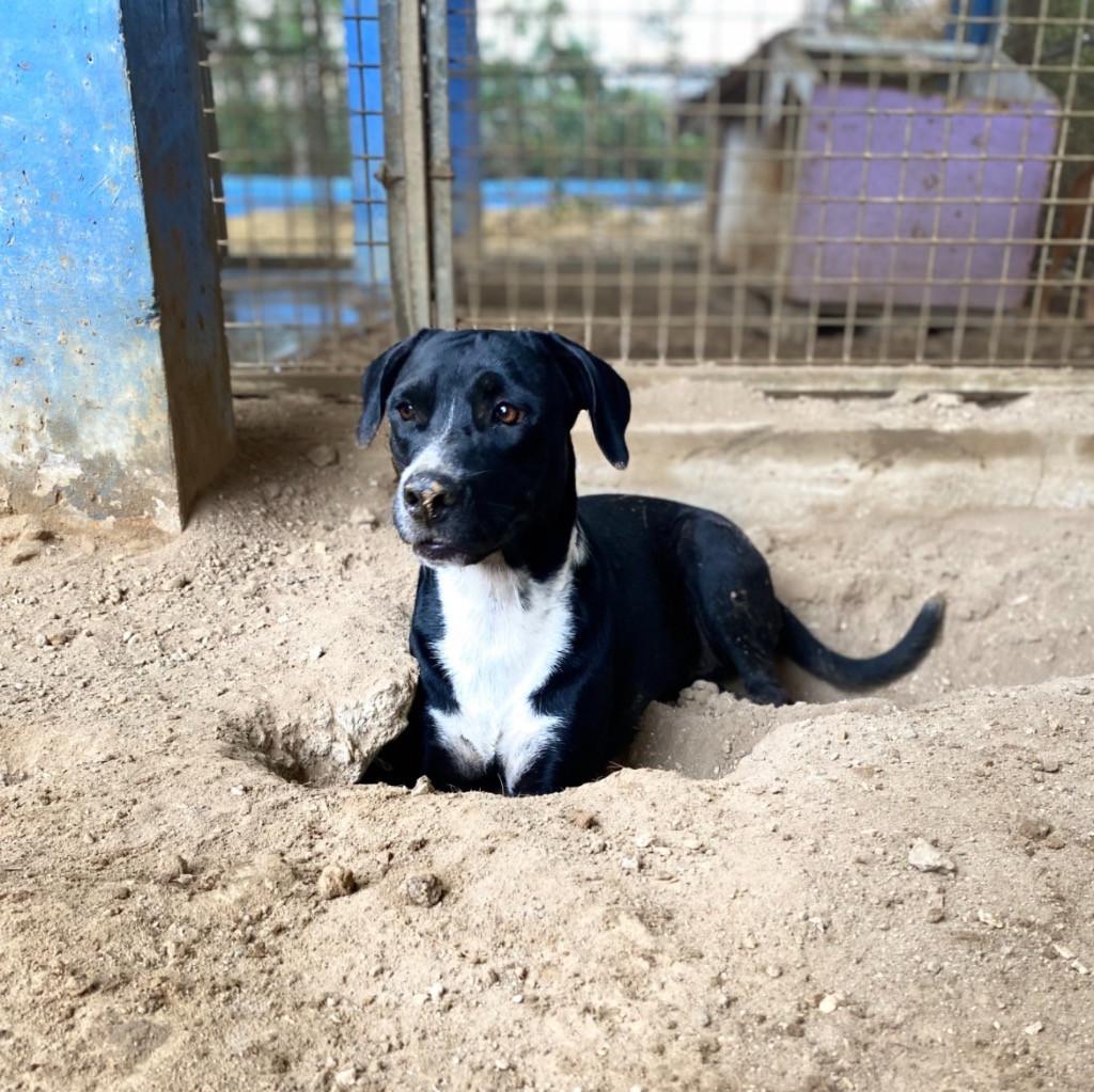 Gastgezinnen voor honden vanuit Bonaire
