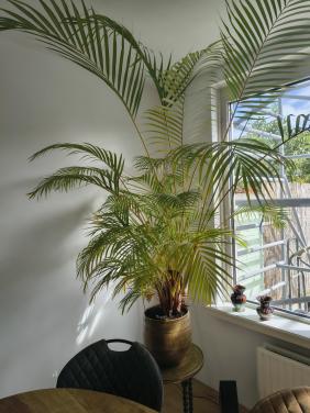 Prachtige kamer palmen