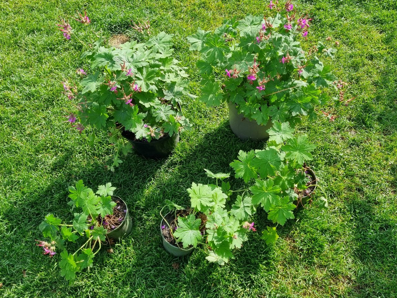 Geraniums