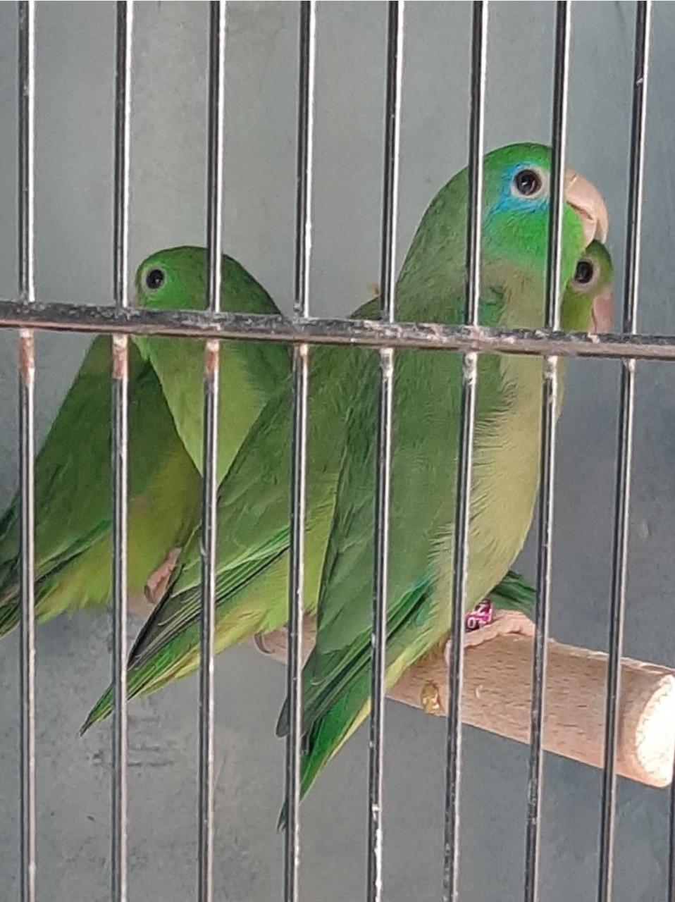 Forpus conspicillatus/forpus oogring