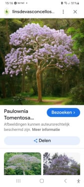Pauwlonia boompjes