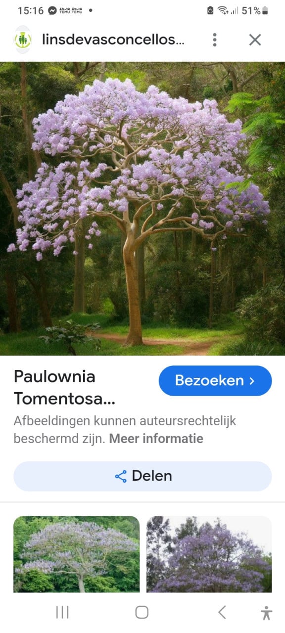 Pauwlonia boompjes