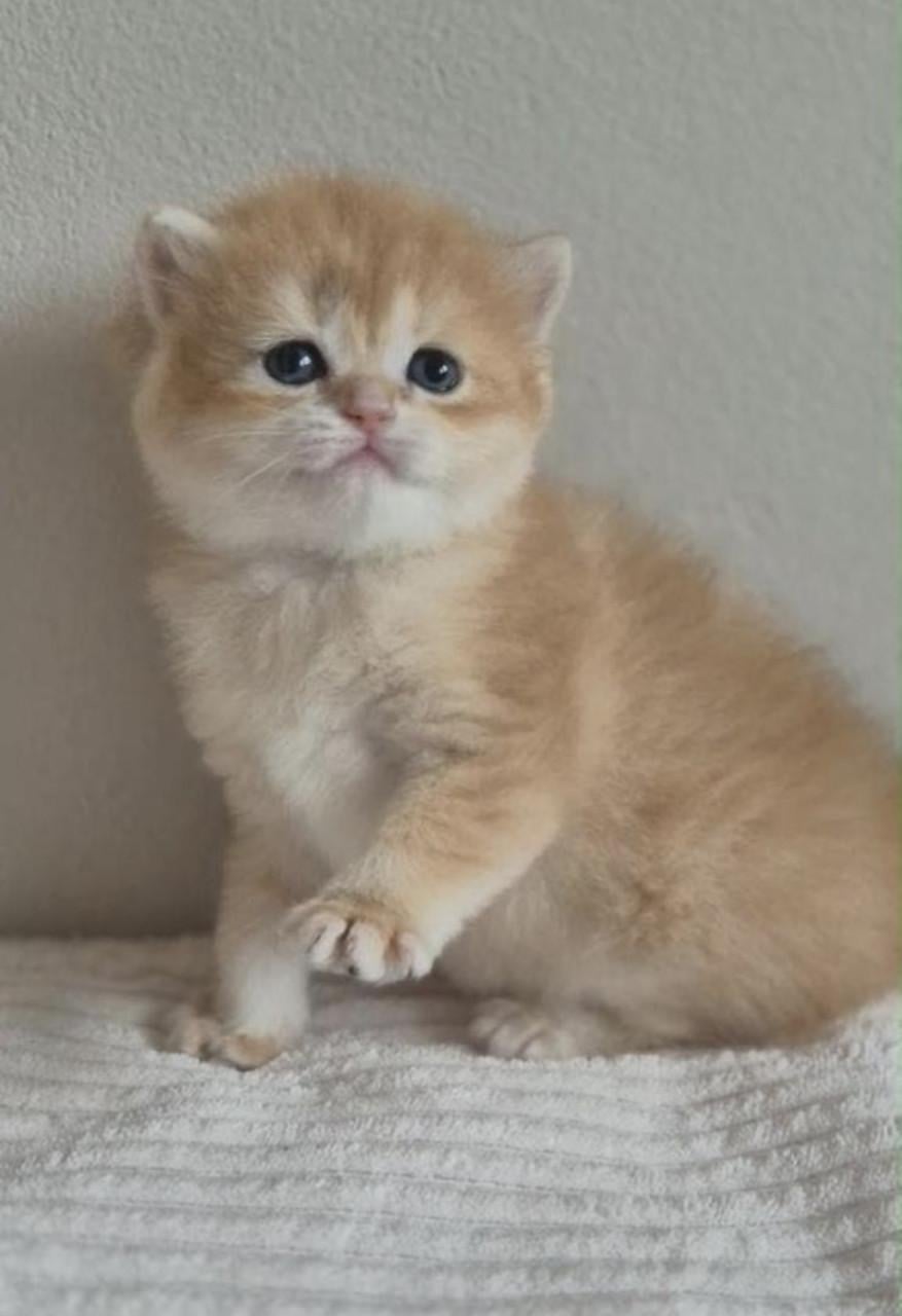 Britse korthaar kittens