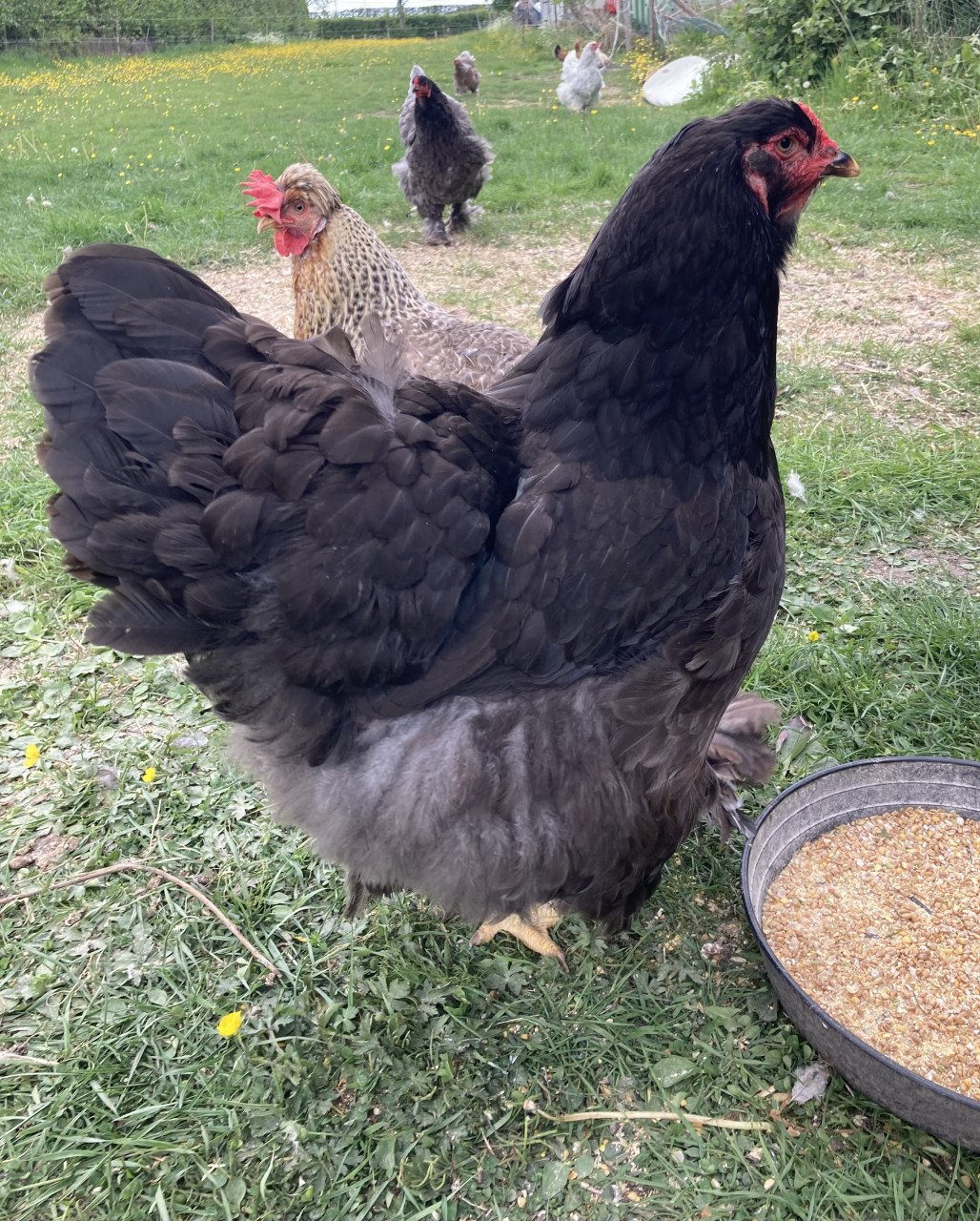 Broedeieren Jersey Giant, Brahma, zijdehoen en groenlegger
