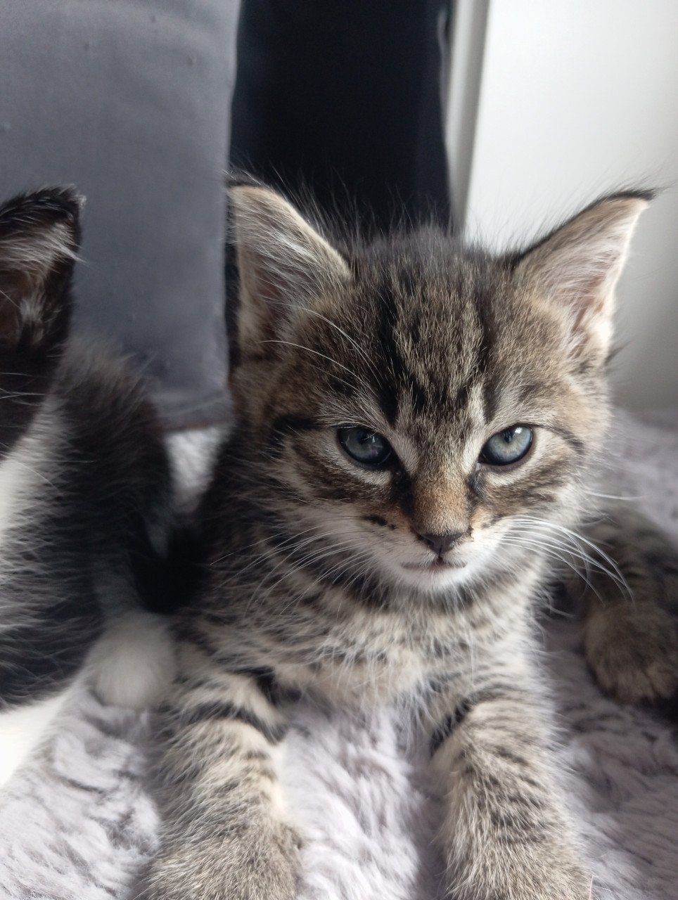 Kittens