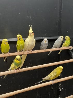 Diverse kleuren jonge grasparkieten